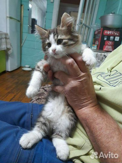 Котик трехцветный. На счастье,удачу и деньги