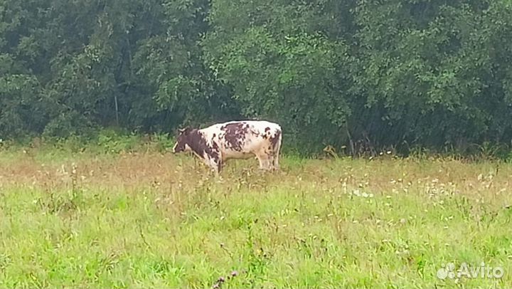 Телка на племя