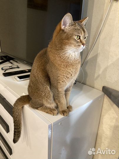 Кошка в добрые руки