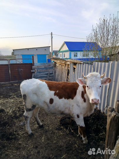 Телка 2 года