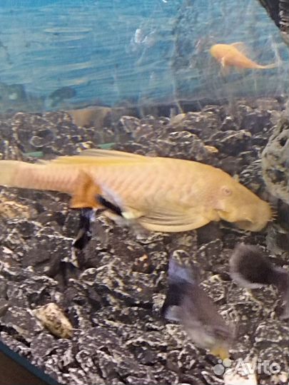 Аквариумные рыбы