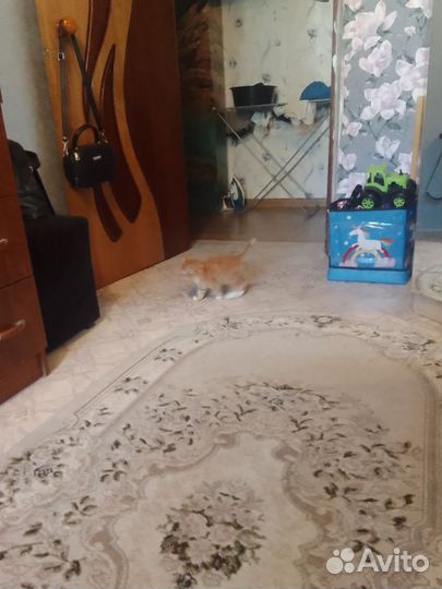 Рыжий котенок мальчик