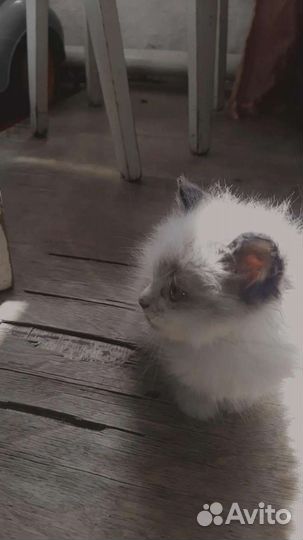 Котята в добрые руки 1 месяц
