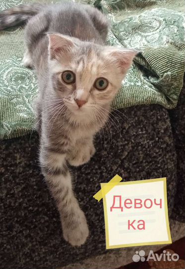 Кошка в дар бесплатно