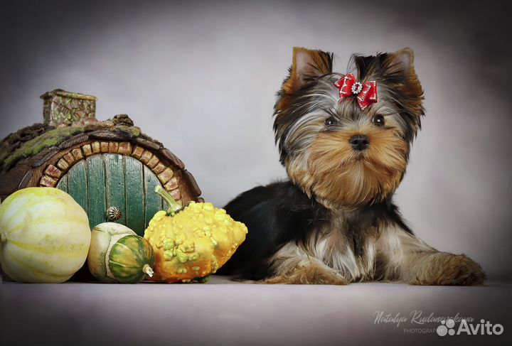 Йоркширский терьер девочка