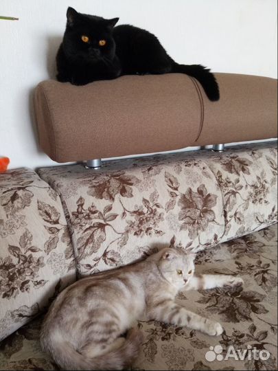 Кот ждёт кошку