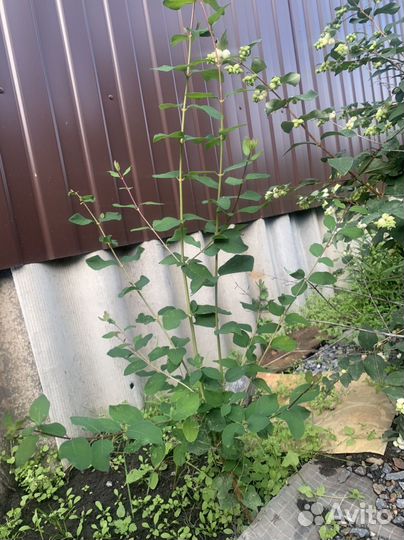 Снежноягодник