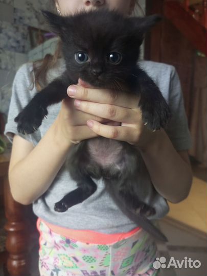 Котята в добрые руки бесплатно