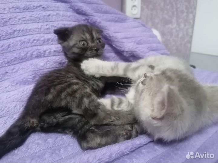 Шотландская вислоухая