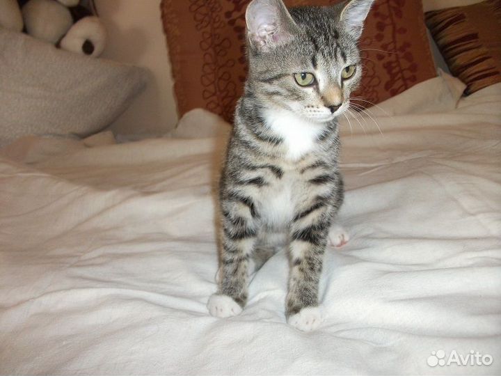 Котенок в добрые руки