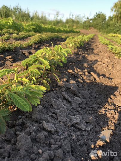 Декоративные растения