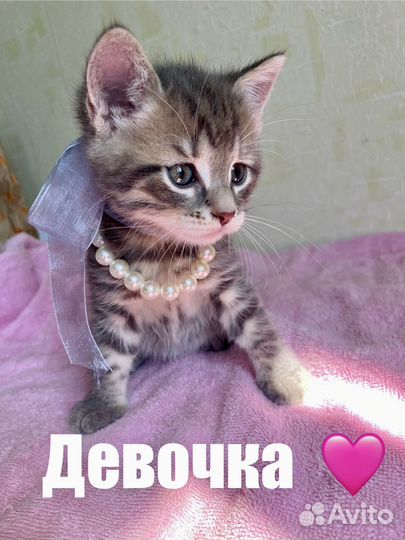 Котята ищут дом