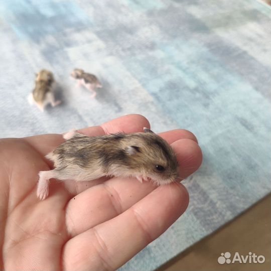 Джунгарский хомяк маленький