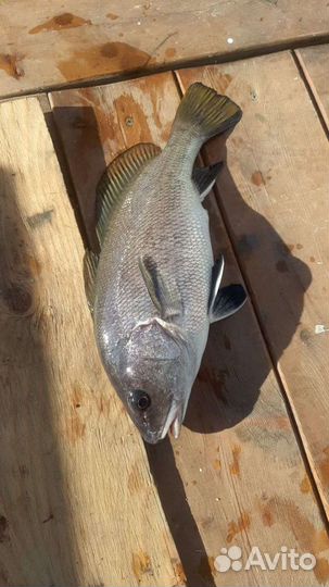 Морская рыбалка в Анапе / Утрише