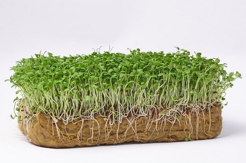 Люцерна синяя посевная микрозелень. Микрогрин люцерна. Зеленый шеф люцерна. Микрозелень люцерна. Люцерна синяя микрозелень.