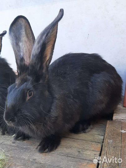 Кролики фландр и Ризен
