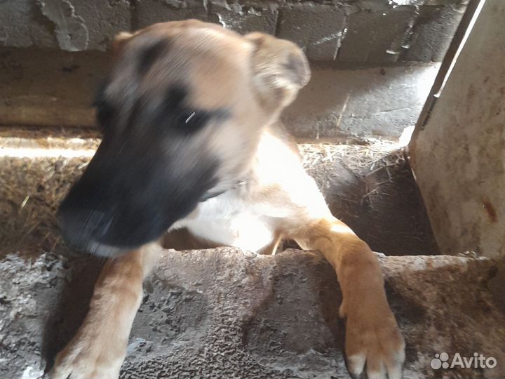 Отличный друг