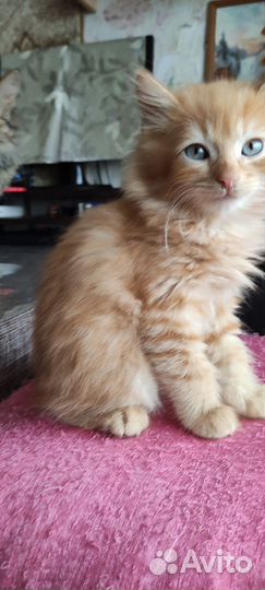 Рыжее солнышко