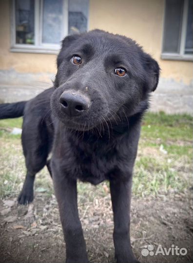 Молодая собака