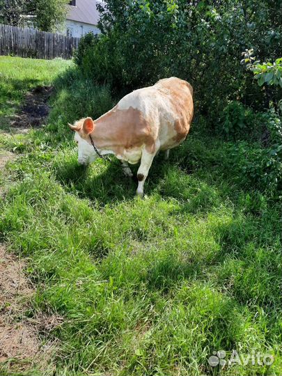 Корова дойная