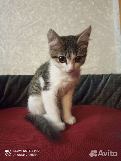 Котёнок