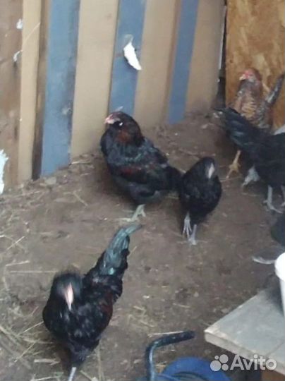 Продам петухов амераукана