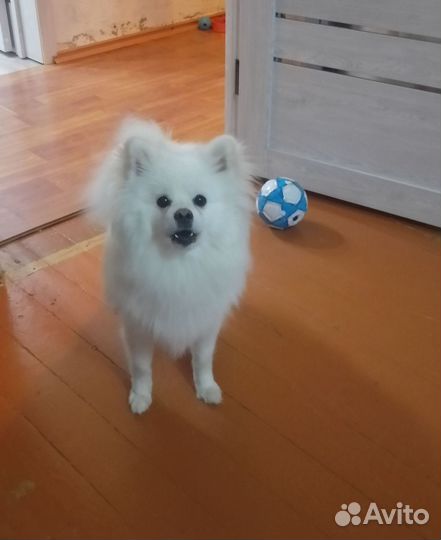 Немецкий шпиц