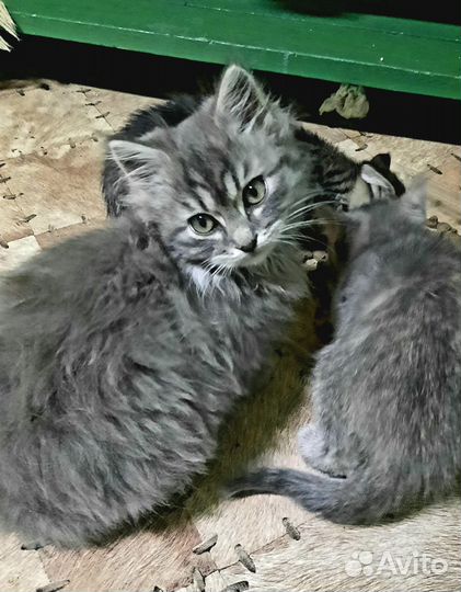 Сибирская