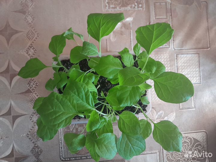 Продам рассаду баклажан,перца,помидор