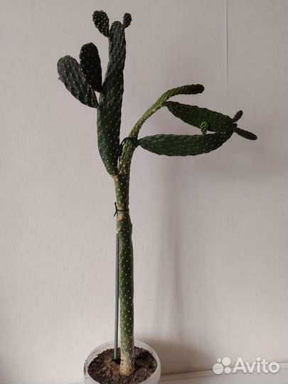 Кактус опунция