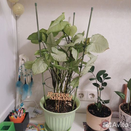 Диффенбахия,замиокулькас,орхидея,фикус,помидоры