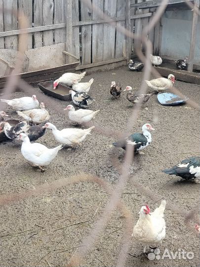 Мускусные утки