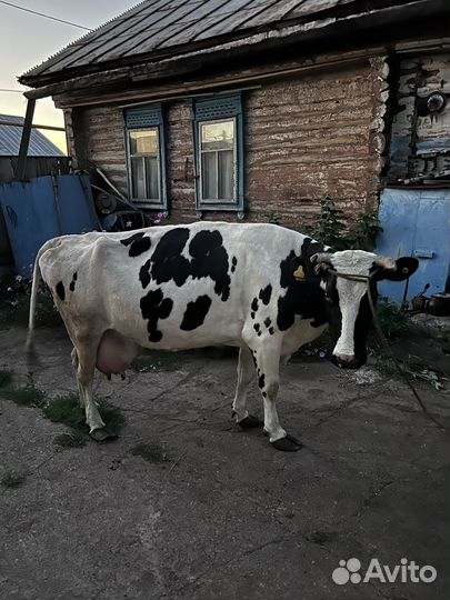 Корова, телка