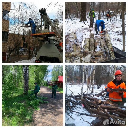 Удаление деревьев на участке. Любой сложности