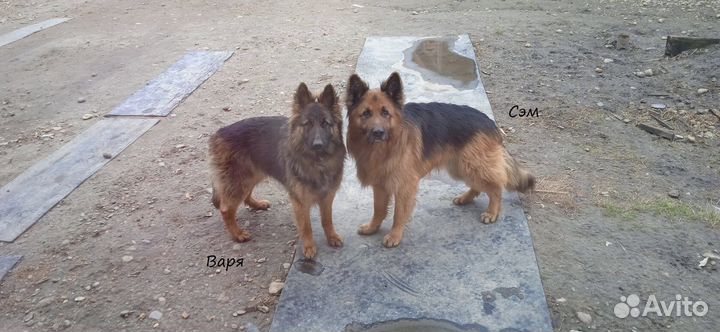 Щенки немецкой овчарки длинношерстной