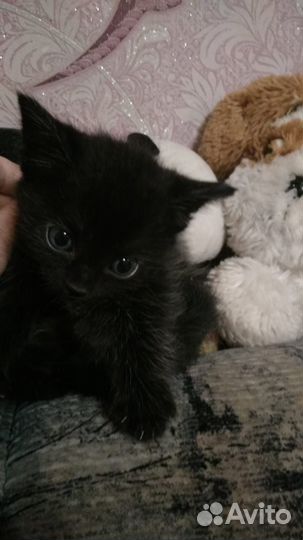 Милый котёнок мальчик в дар (с гарантией)