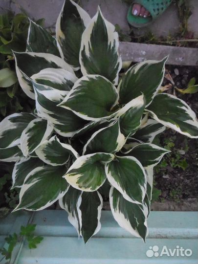 Хосты большие и маленькие