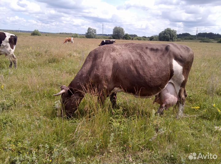 Продам корову