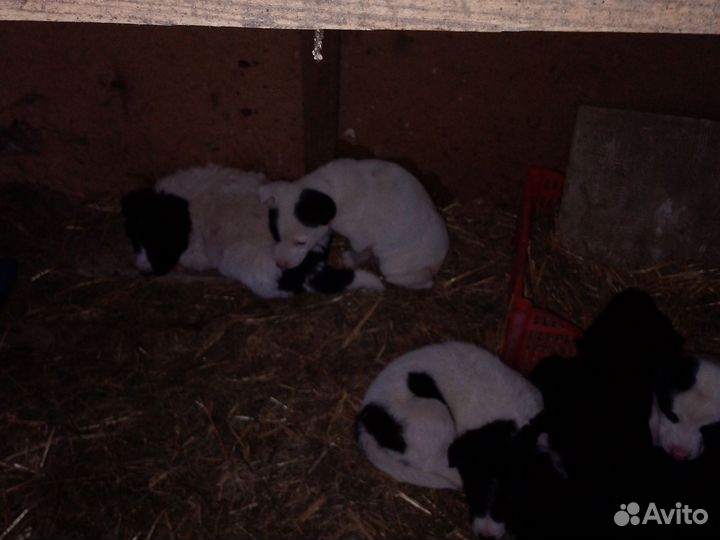 Щенки хаски