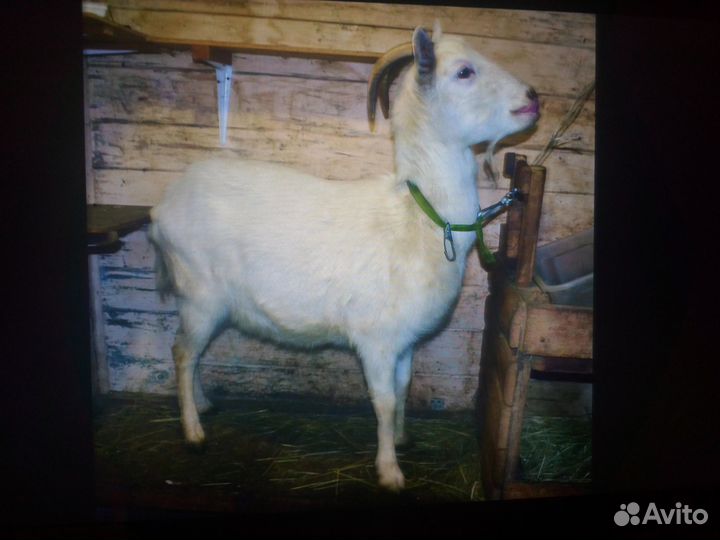 Зааненская дойная коза