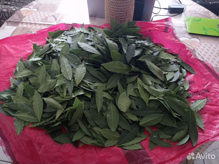 Лавровый лист домашний