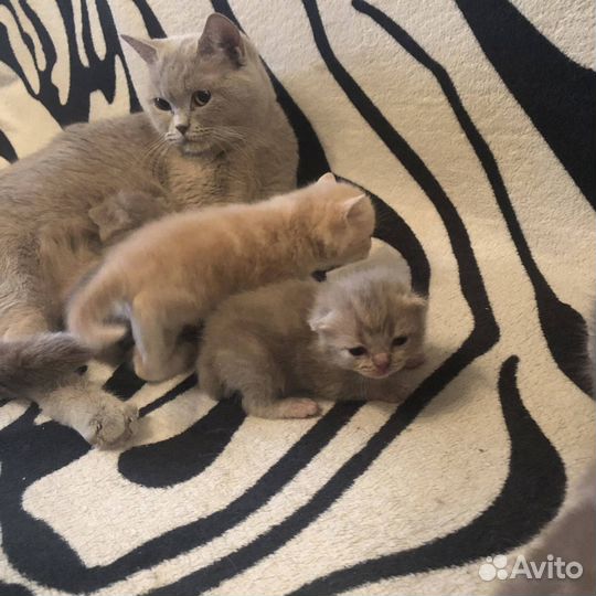 Шотландские малыши