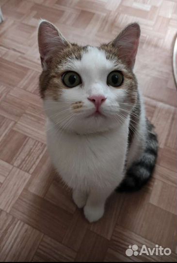 Котик в дор