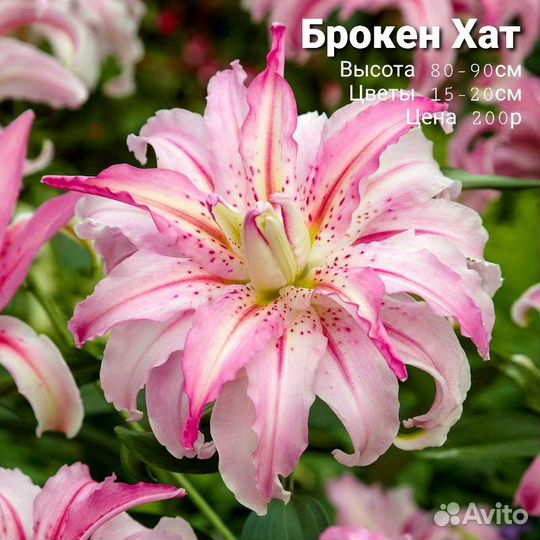 Лилии луковицы 12 сортов, 2 сорта бордюрных