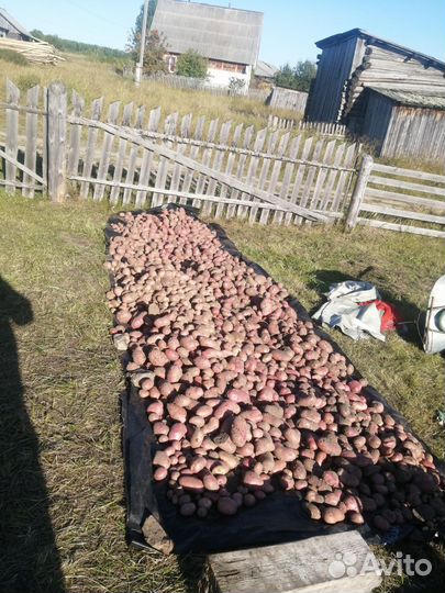 Продам картофель с доставкой