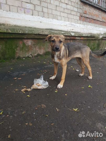 Собаки бесплатно в добрые руки щенки