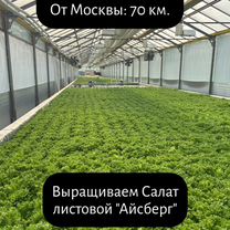 Готовый бизнес тепличное производство