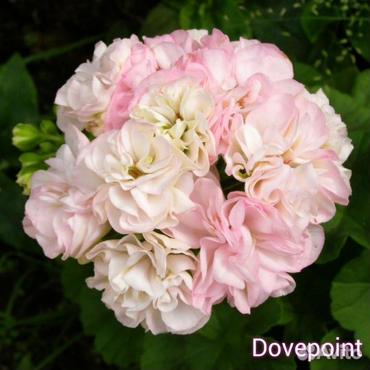 Пеларгония герань