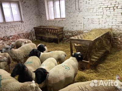 Продаём баранов-производителей породы 