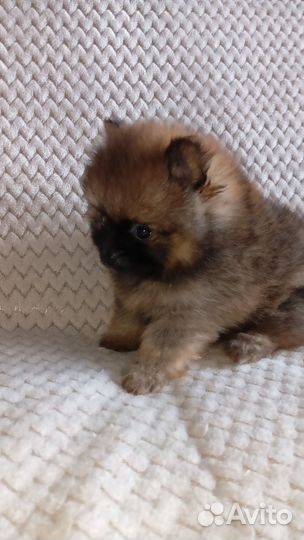 Щенки шпица